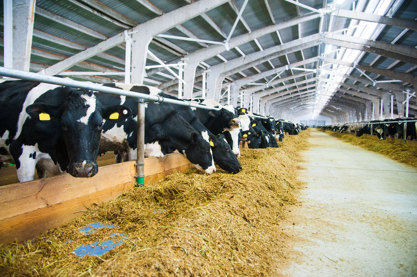 Droogstand bij koeien | Herbavita