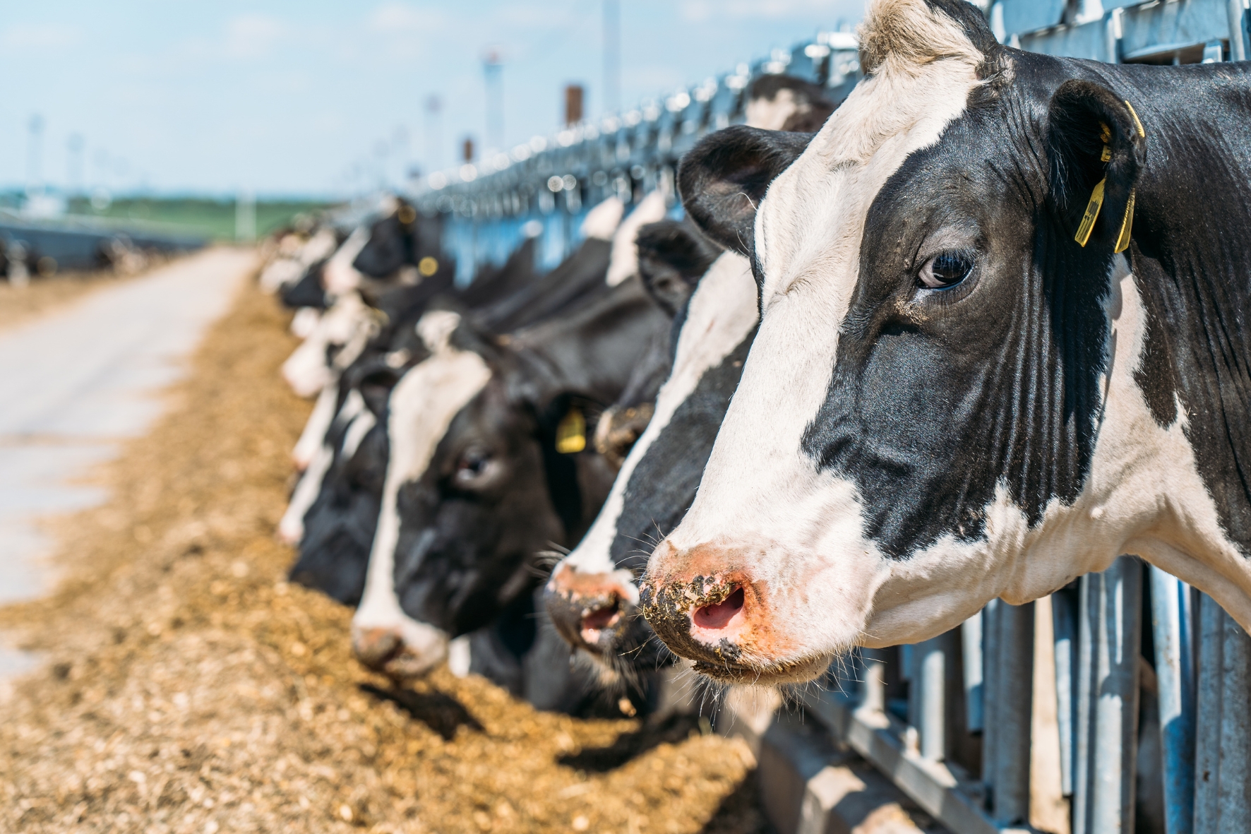 Acidification des rumen chez les vaches | Herbavita