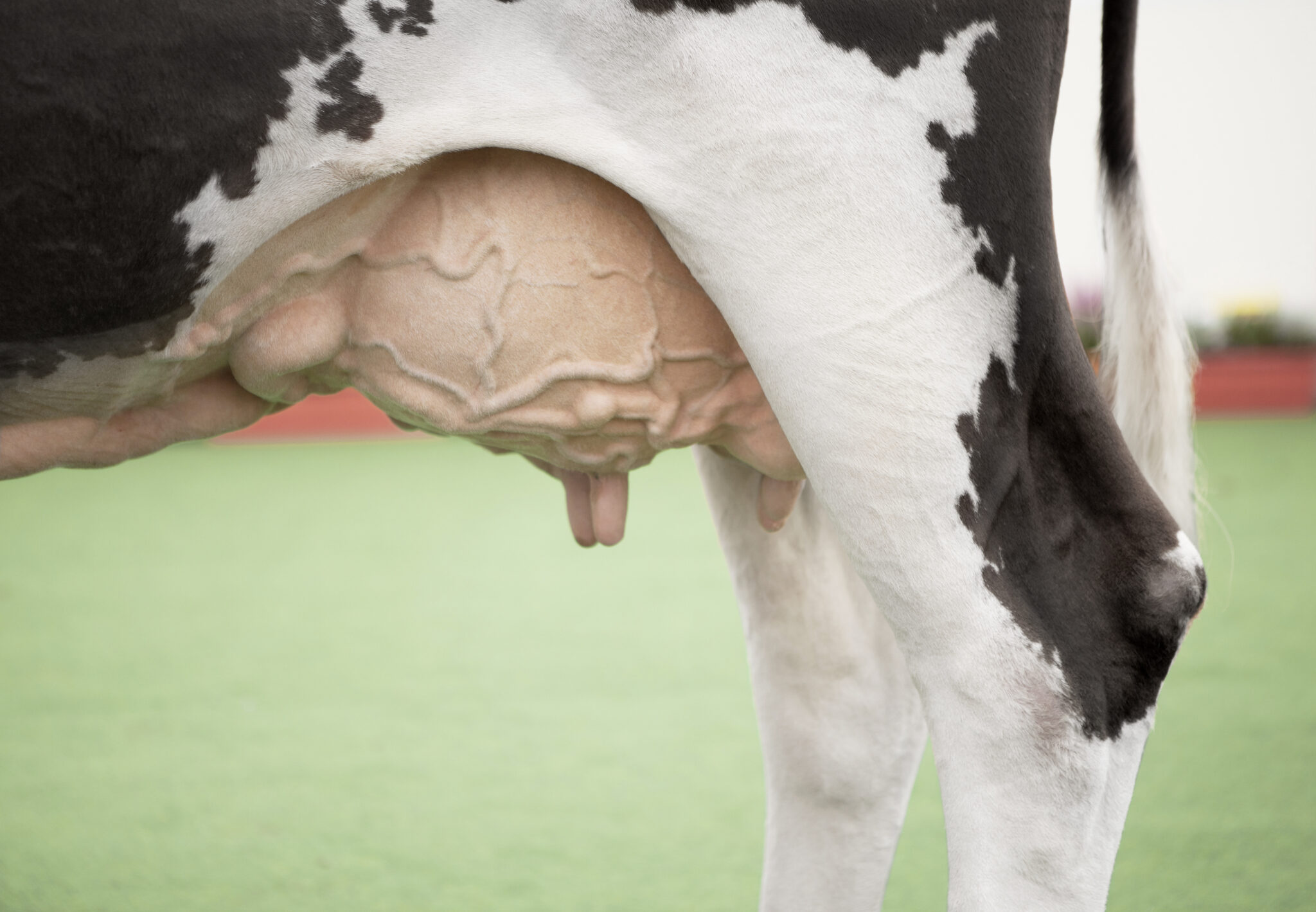 Крупный рогатый скот: Проблемы с копытами | Herbavita