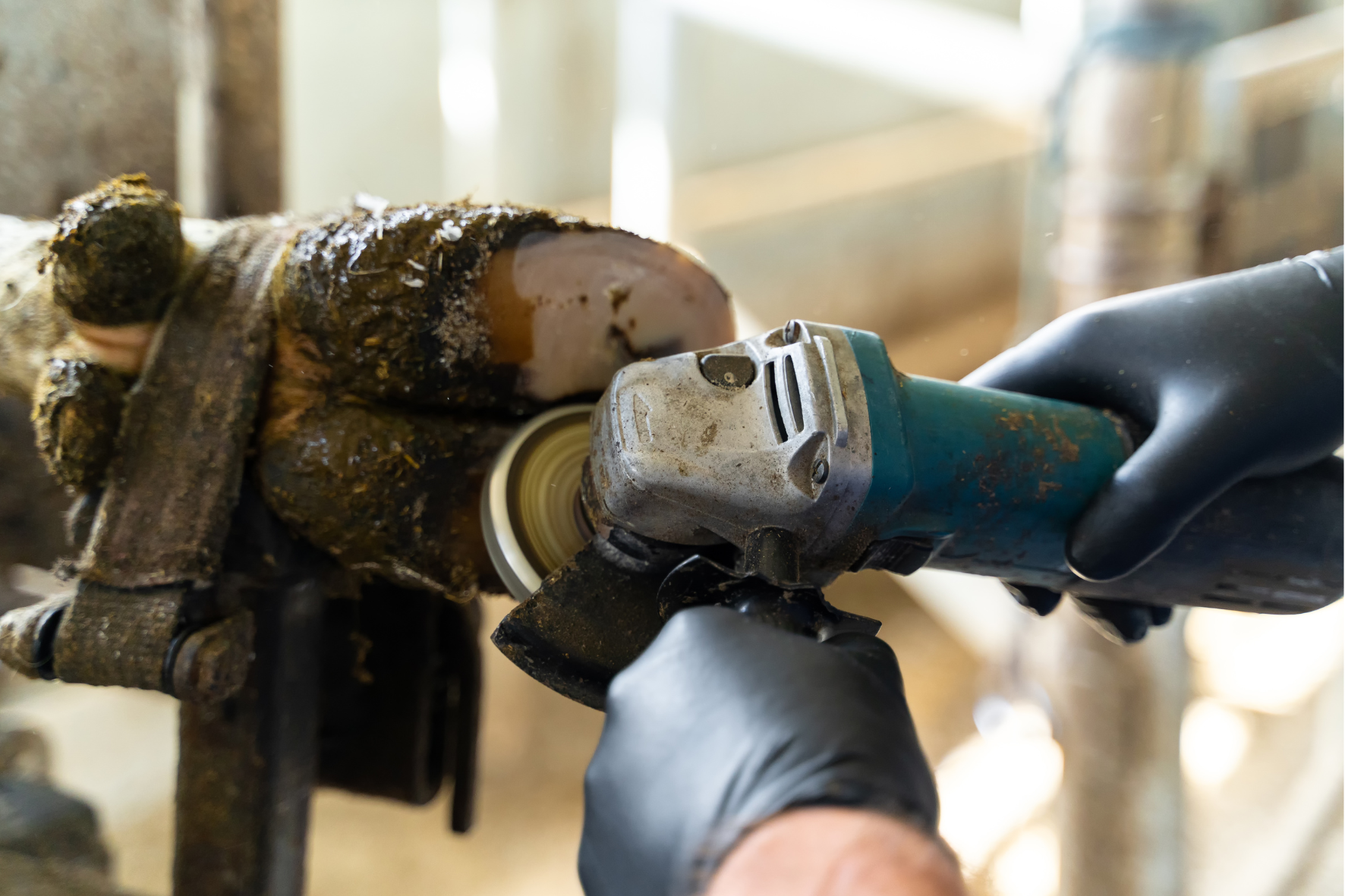 Claw problems | Herbavita