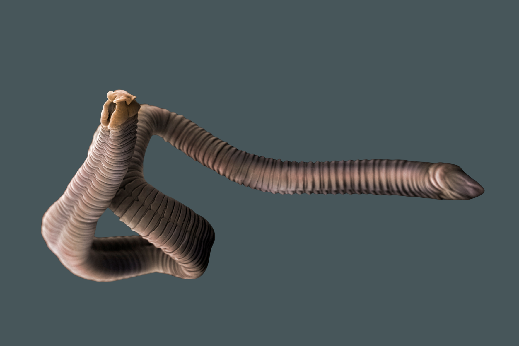 Les parasites chez les bovins : quel est l&rsquo;ampleur des dommages économiques cachés ? | Herbavita